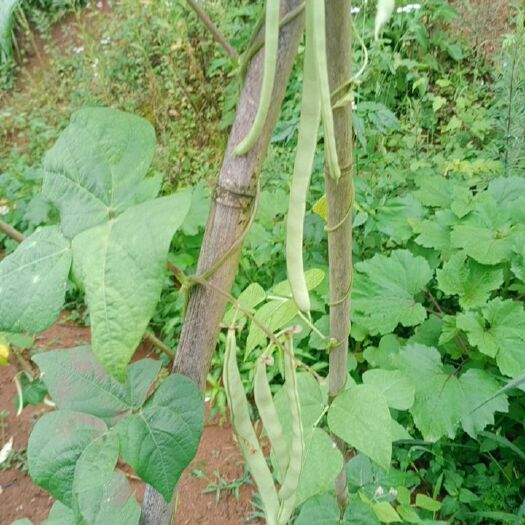 张家界高山深处反季节四季豆