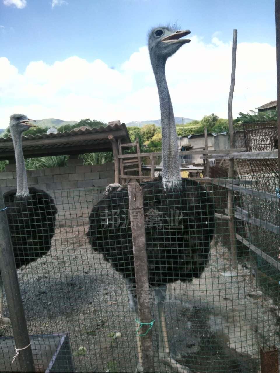 非洲鸵鸟 鸵鸟苗公司苗质量保证技术指导疫苗到位