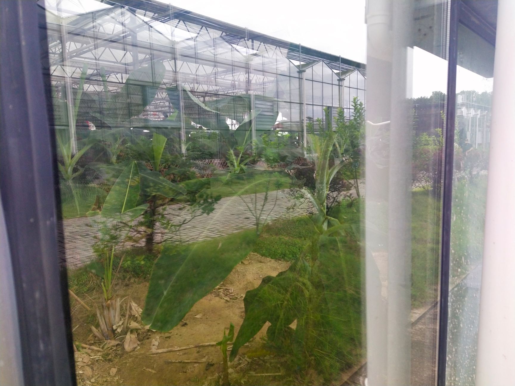 种植大棚 寻找合作伙伴，搞农业公司，有一千亩智能化大棚，交通便利