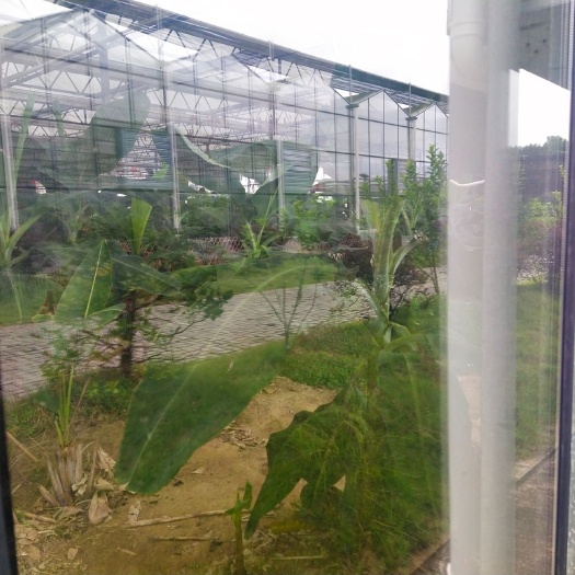 石城县种植大棚 寻找合作伙伴，搞农业公司，有一千亩智能化大棚，交通便利