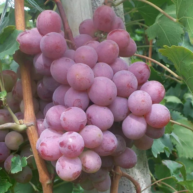 红地球 红提葡萄