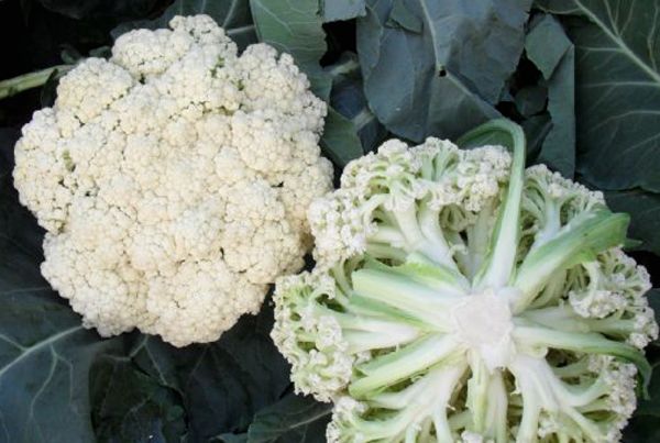 兰州高原有机花菜，松花，大量上市。欢迎各位客商前来选购