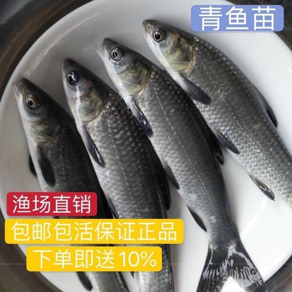 基地直供螺丝青魚苗 青鱼苗 螺丝鱼苗 黑鲩鱼苗