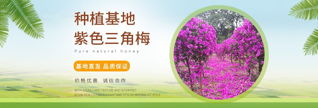 紫红三角梅  三角梅花儿出来真的漂亮，有需要的欢迎您来电