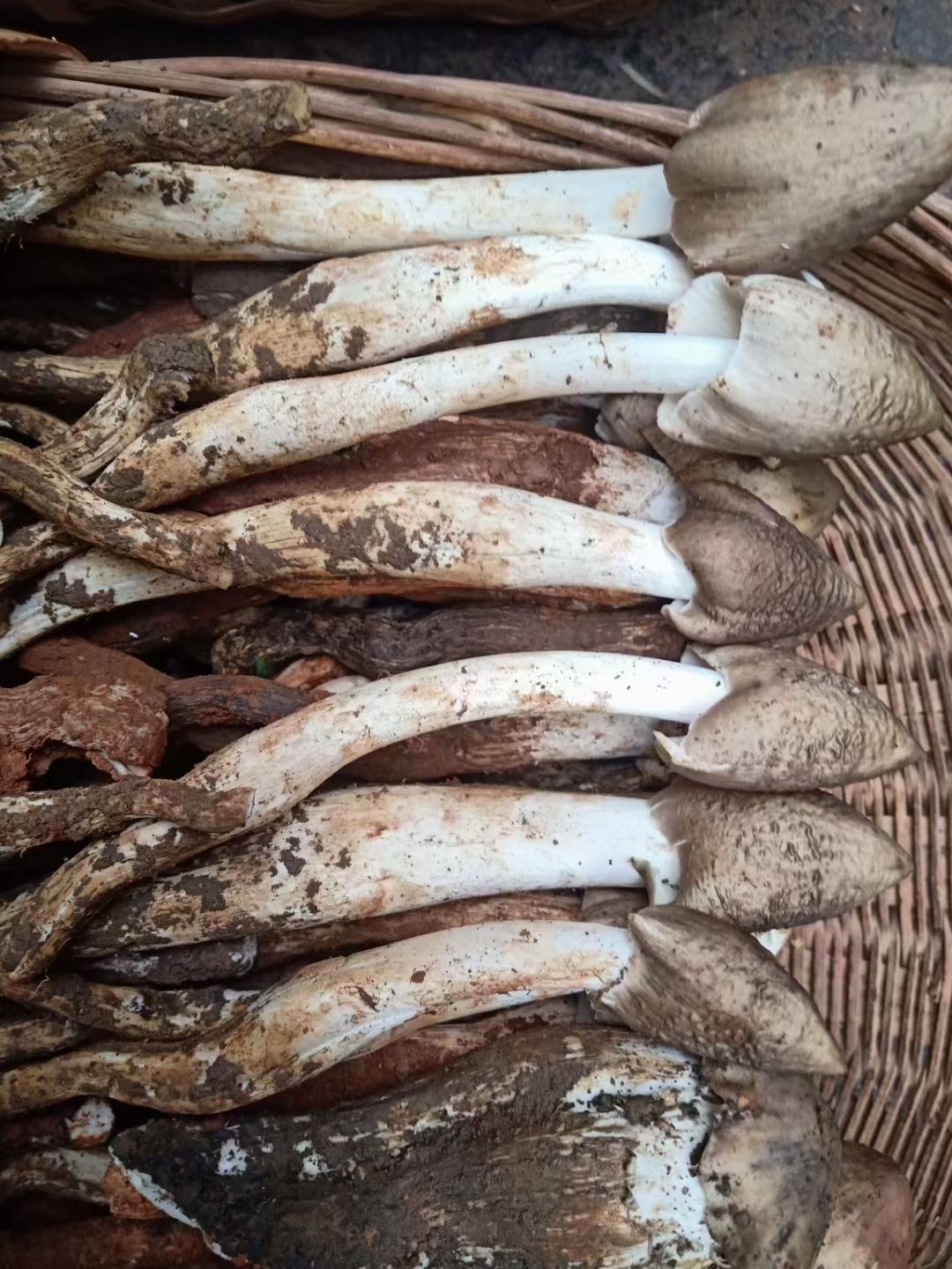 2025年鸡枞菌头期货上市