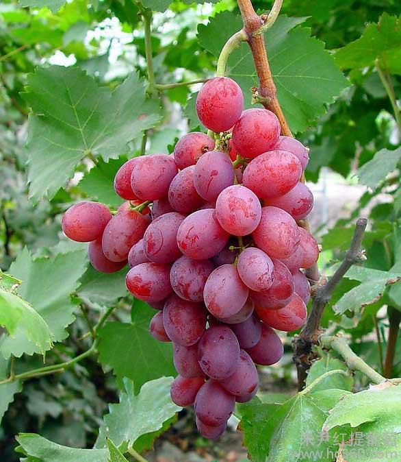 红地球 红提葡萄