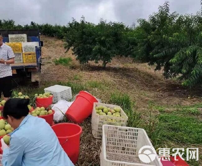 鹰嘴蜜桃 水蜜桃甜脆桃子赣南寻乌鹰嘴桃新鲜水果批发毛桃5斤包