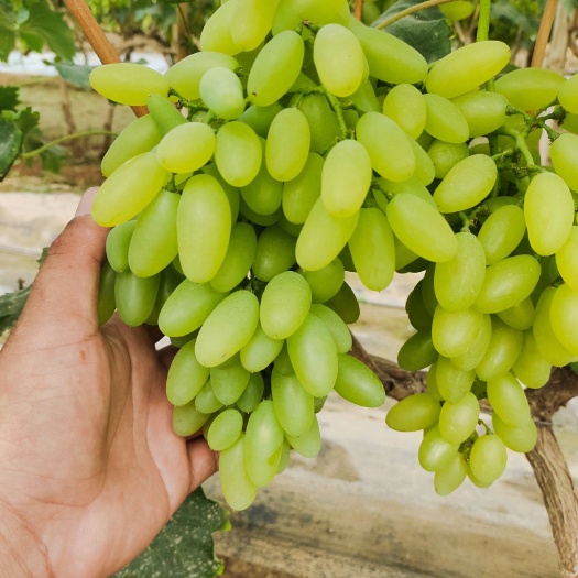 河北饶阳，金手指葡萄口感甜颗粒均匀果面干净基地直供实力代收！