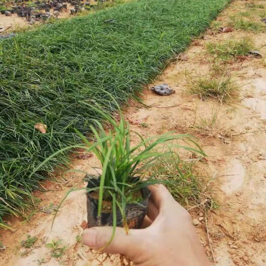 东莞市麦冬草 沿阶草
