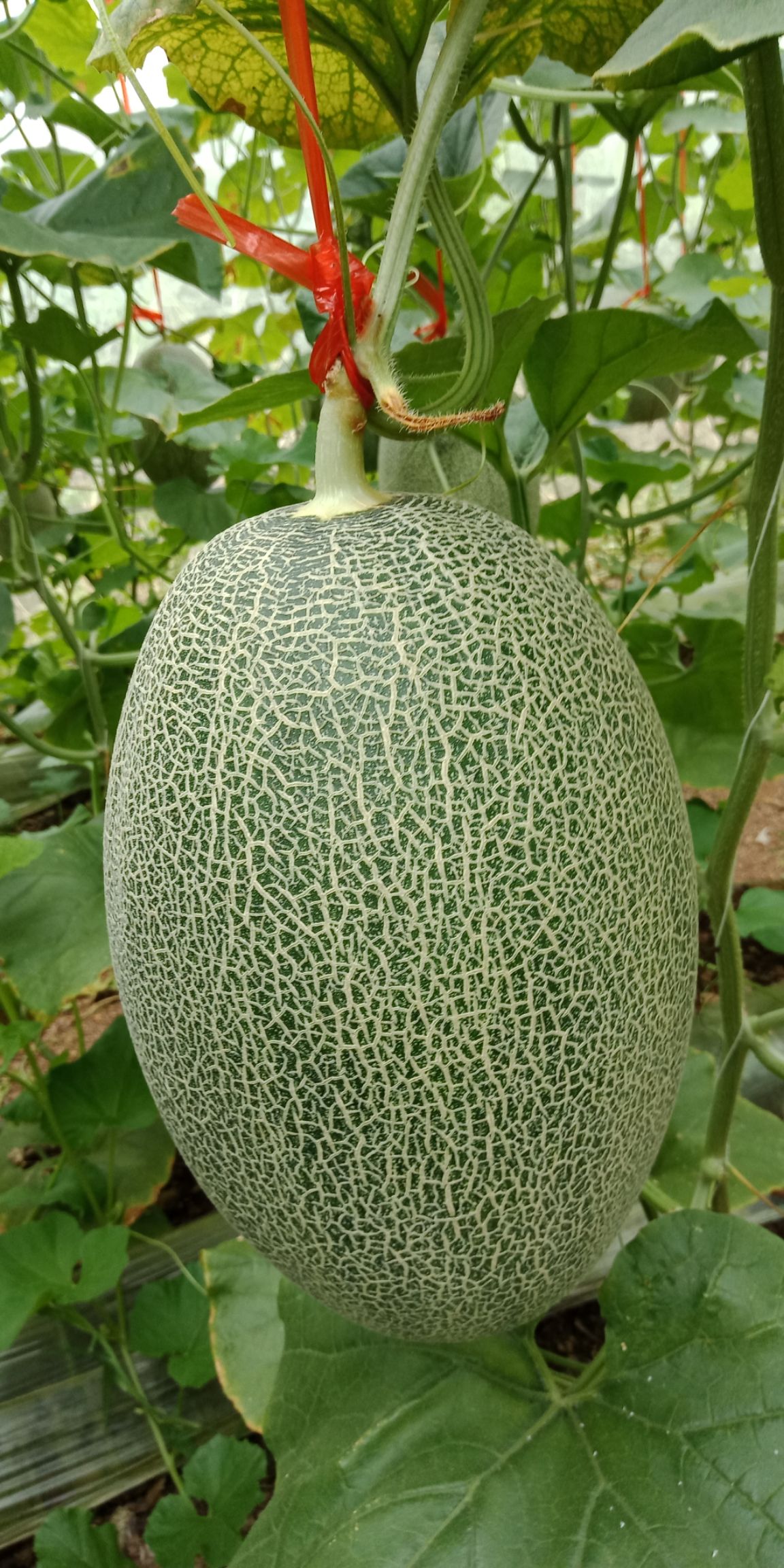  哈密瓜