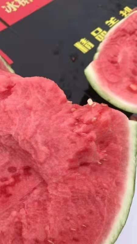 凤县美都西瓜 头荐无籽美都果形圆润口感爽脆甜现已上市欢迎来电！