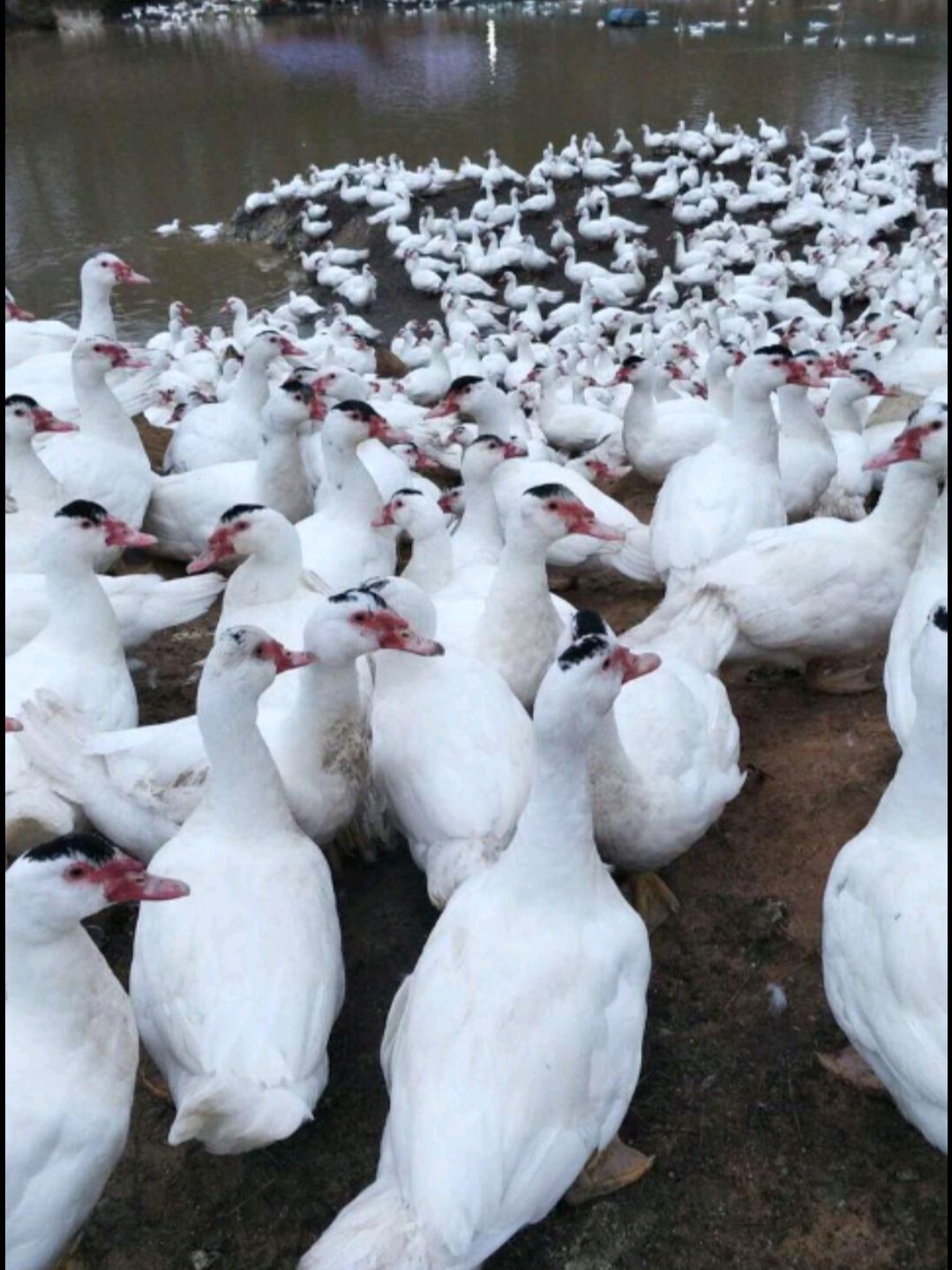 大种白番鸭 番鸭苗 白西洋鸭 公可长10斤左右
