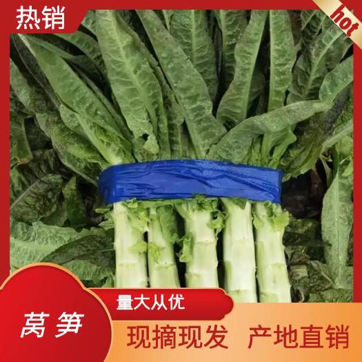 通许县红叶莴笋  红叶莴苣，，产地直销，欢迎大家前来选购