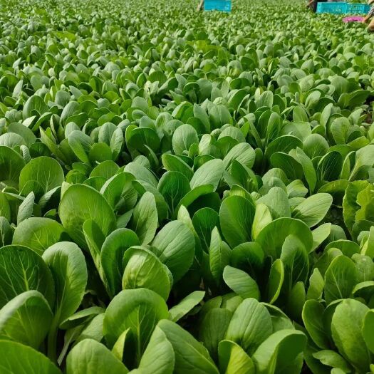 曹县上海青，小白菜等，产地万亩大棚陆地均大量种植！