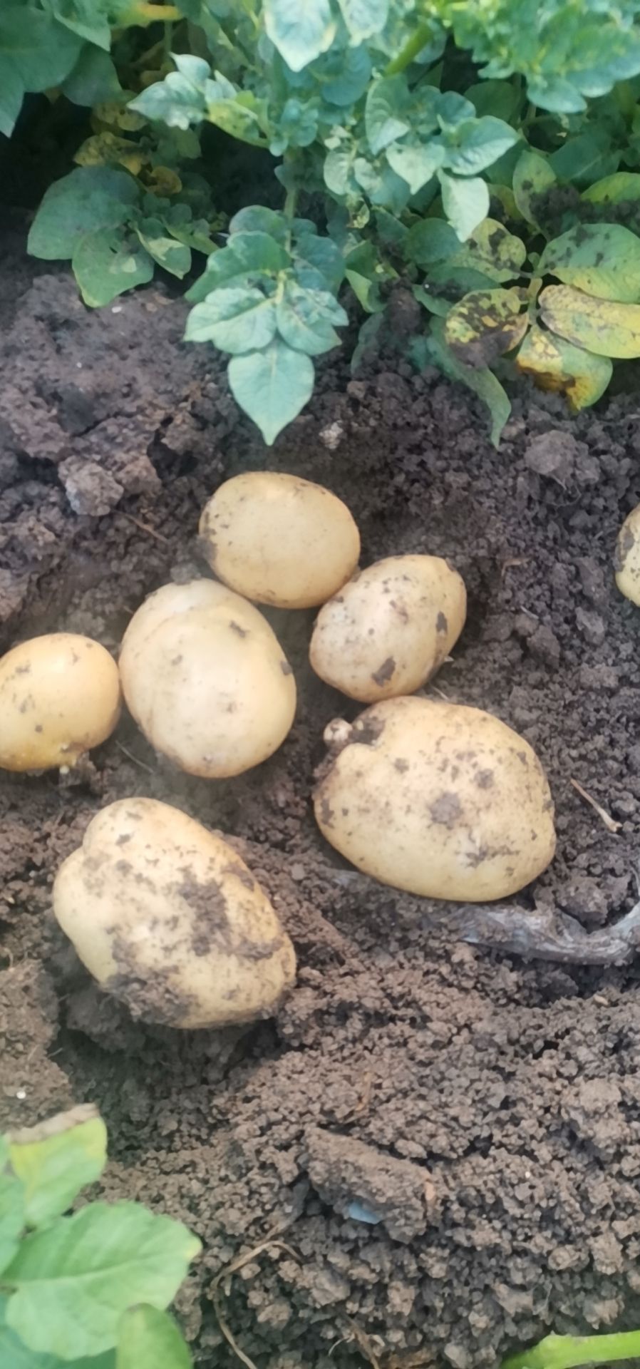 荷兰15 山东省潍坊市寿光市 3两以上 