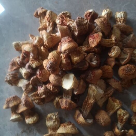 曲周县 金黄色姬松茸，种植户自产自销，货好实惠。