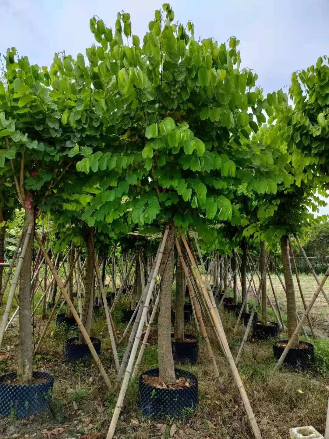 红花紫荆 洋蹄甲12公分
