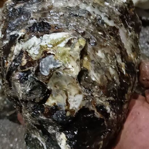 大连三倍体生蚝  大连生蚝大规格货