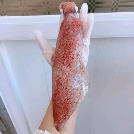 厦门印尼鱿鱼