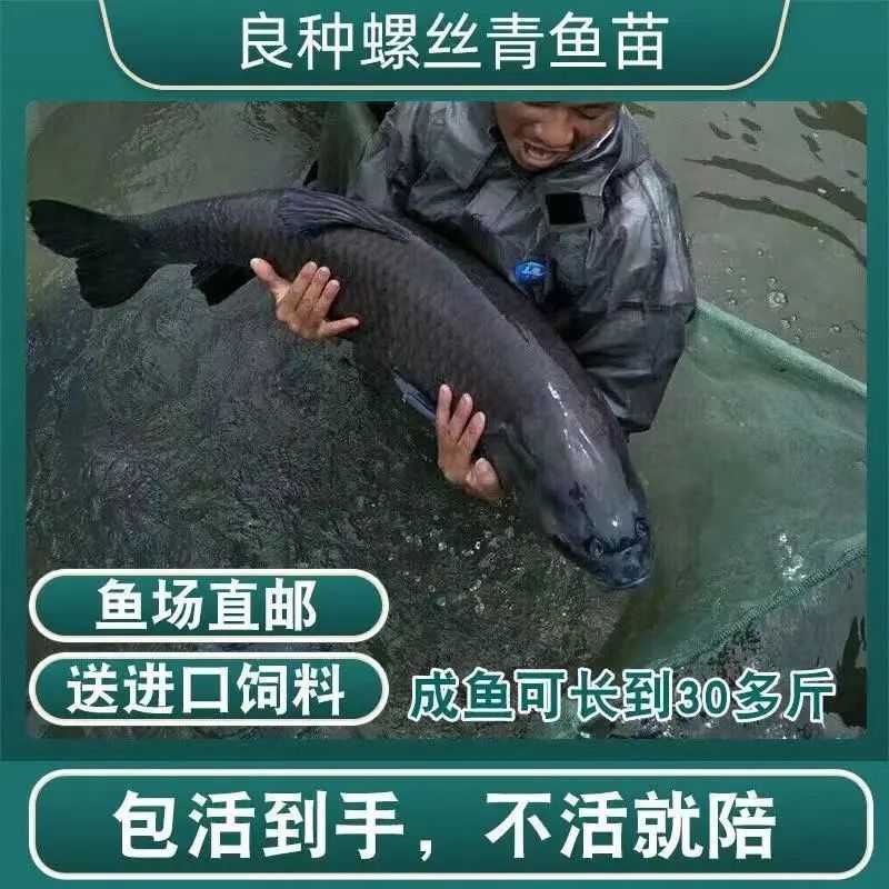 基地直供螺丝青魚苗 青鱼苗 螺丝鱼苗 黑鲩鱼苗