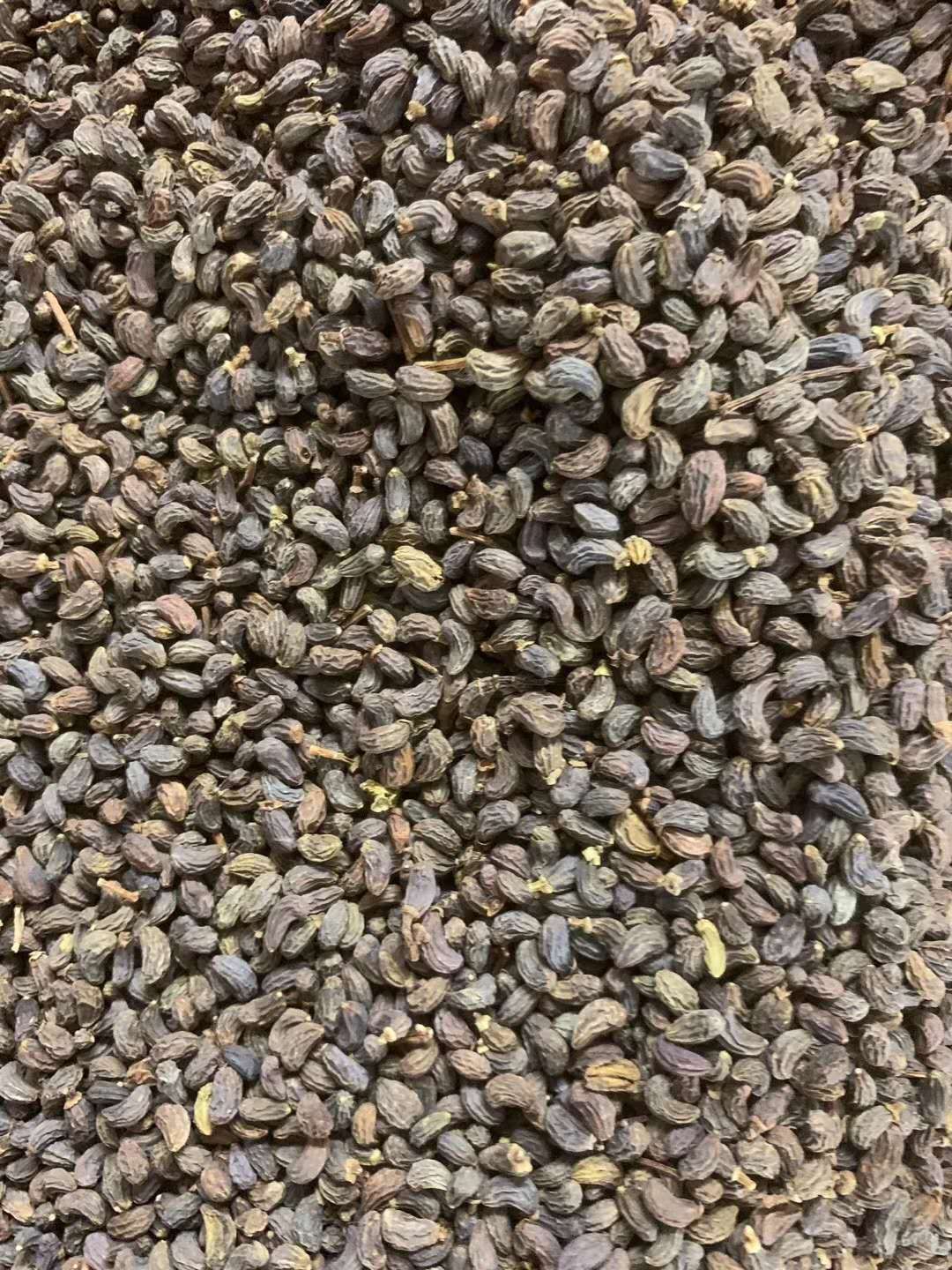 长期供应｛女贞子｝可批量可零售量大从优【包邮】