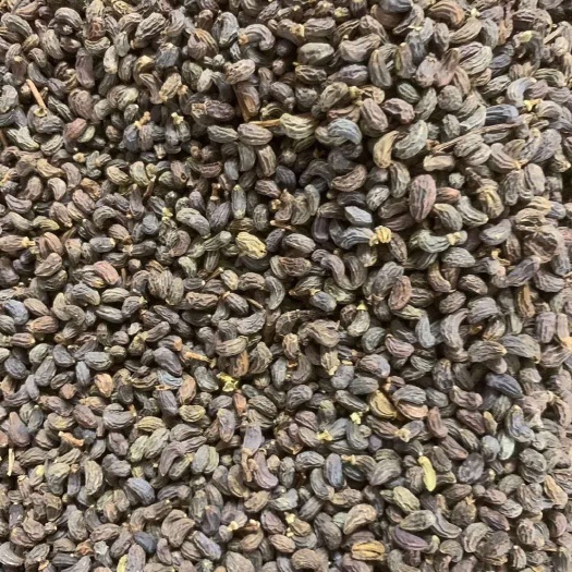 长期供应｛女贞子｝可批量可零售量大从优【包邮】