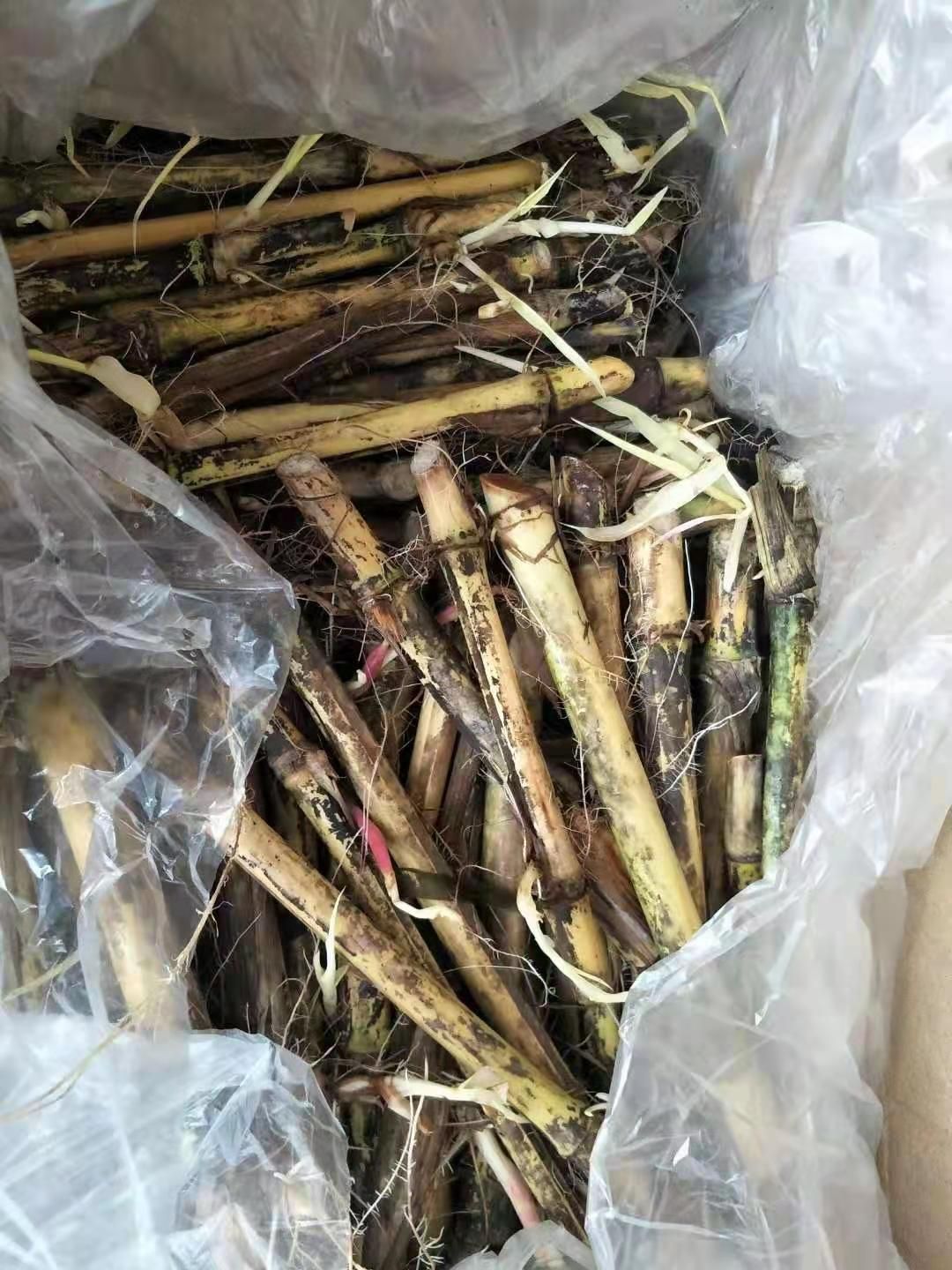甜象草种子  新型皇竹草，甜象草草节