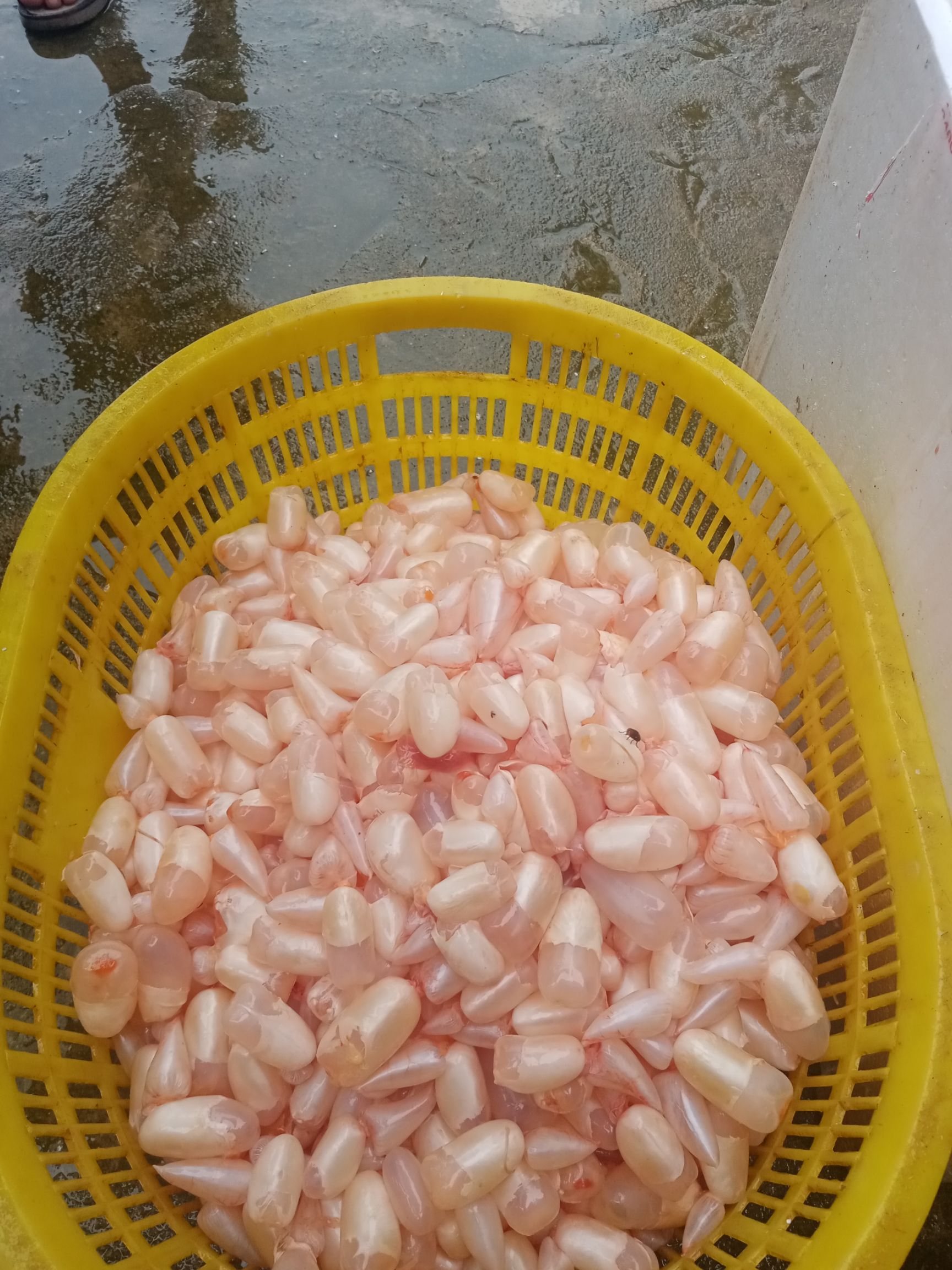 鲤鱼籽 鲤鱼精，鱼泡