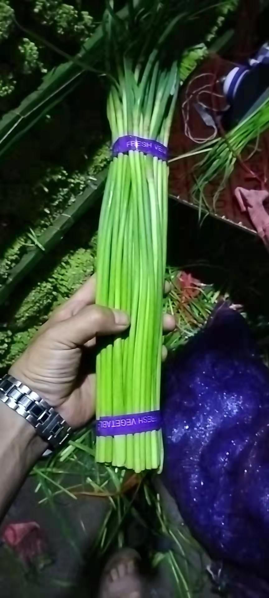 绿帽蒜苔  蒜薹，优质蒜薹，超市**，基地直发，产地直销，