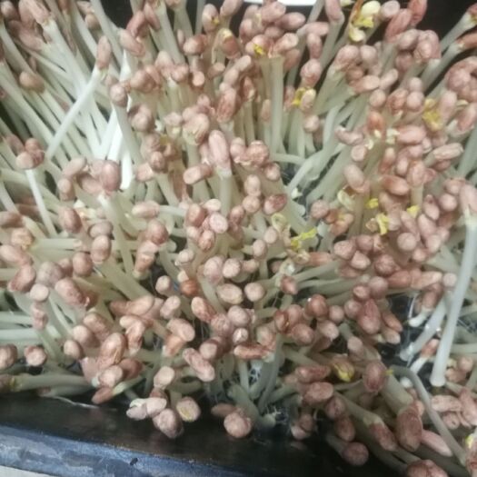 新丰县长寿菜  一手货  厂家直销