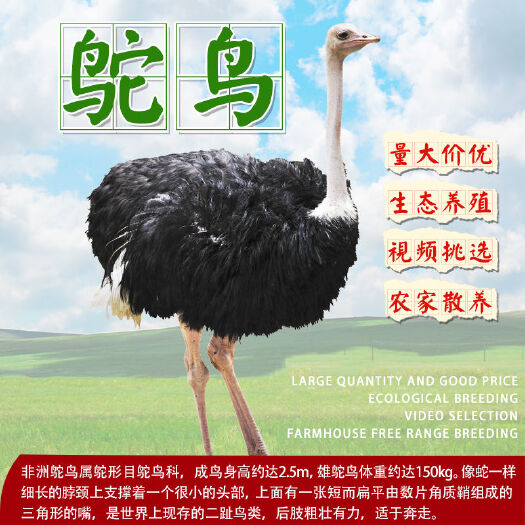 南宁非洲鸵鸟 鸵鸟苗公司苗质量保证技术指导疫苗到位