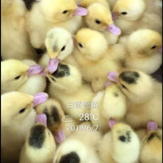 南宁大种白番鸭 番鸭苗 白西洋鸭 公可长10斤左右