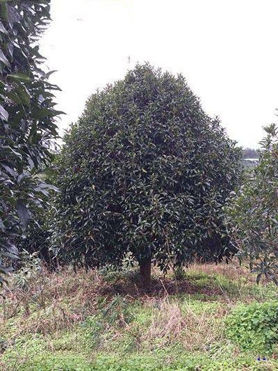 重庆市金桂  自家种桂花树，很少修建，叶子颜色很深，从来不打除草剂