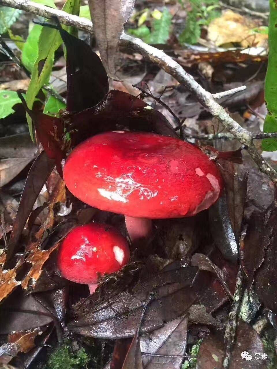 沼泽红菇图片