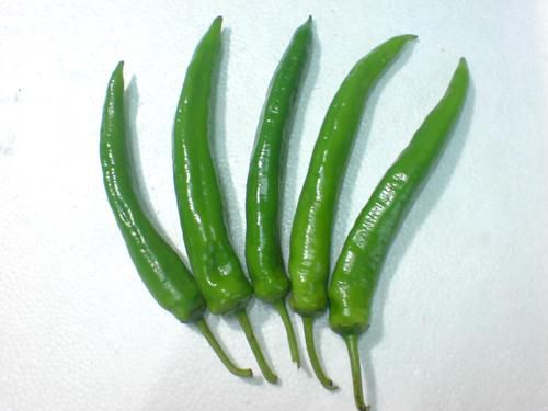 大量供应河南精品线椒，青线椒，红线椒