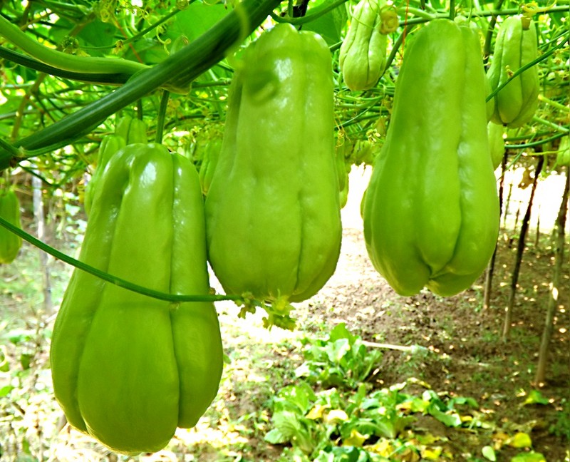 佛手瓜  靓货，懂的老板来！