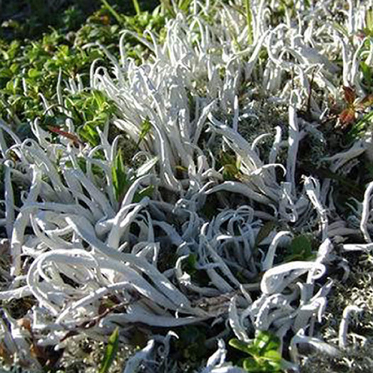 维西县 云南特产特级白雪茶鲜货