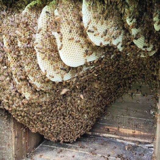 寻乌县 自养百花土蜂蜜、蜂巢蜜、结晶蜜