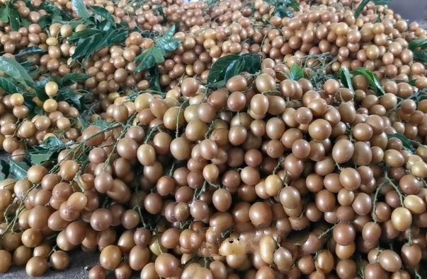 南宁 黄皮果 农家肥 无肥料