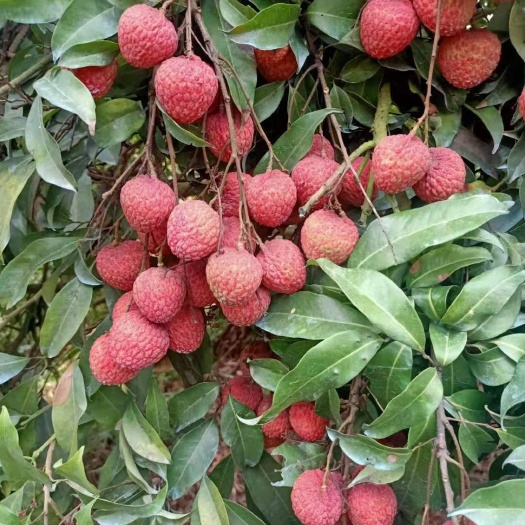 漳州糯米糍荔枝 糯米枝