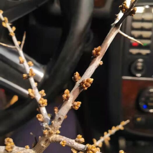 景泰县沙棘苗  沙棘杯苗