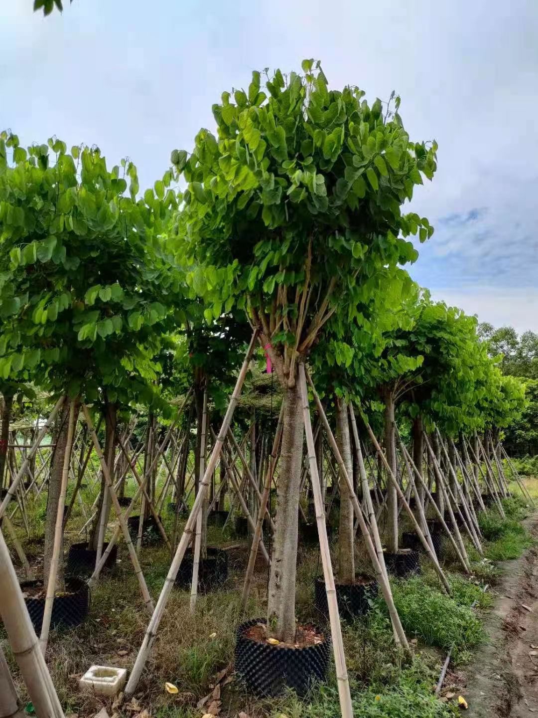 红花紫荆 洋蹄甲12公分