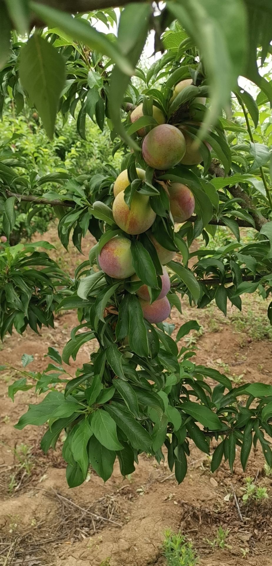 [李子批发]李子 八宝丹价格1.8元/斤 - 惠农网