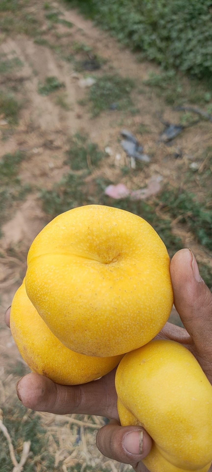 黄蟠桃  黄油蟠桃 中油蟠5 风味皇后 中油蟠9