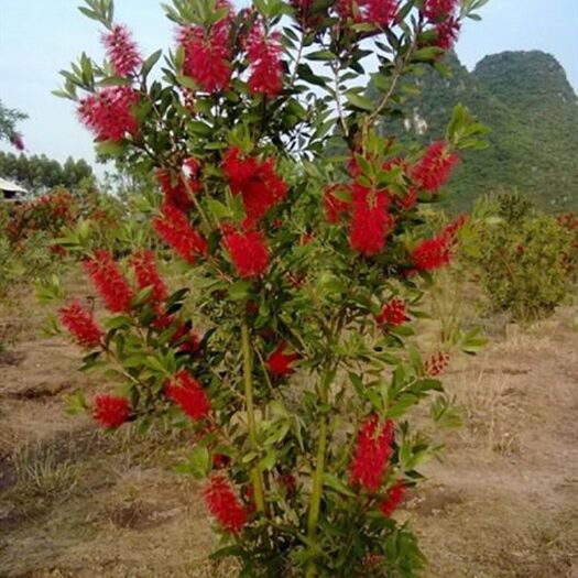 广州红千层