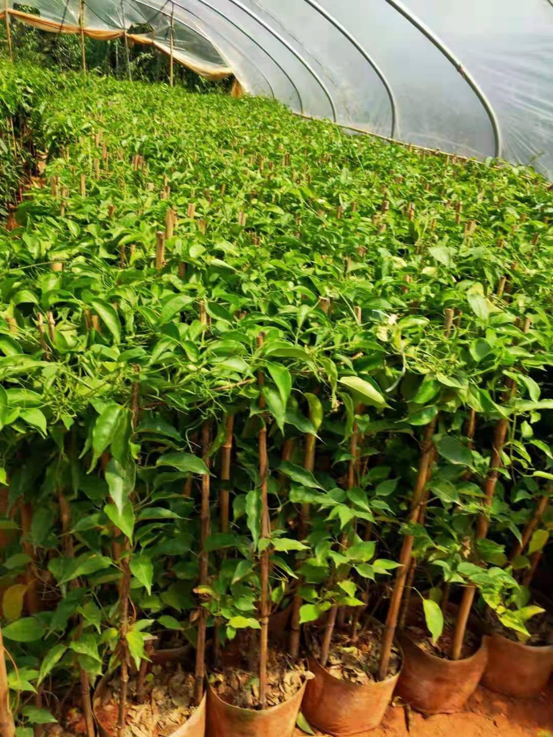 炮仗花苗 工程绿化苗炮仗花