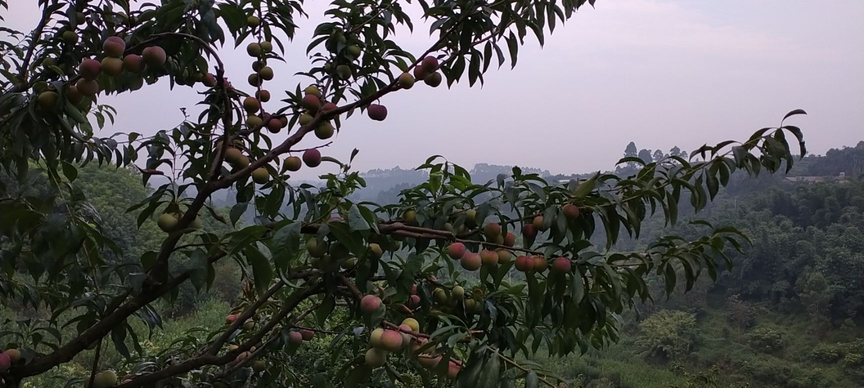 尝鲜特级果王3斤半边红十2斤蜂糖李