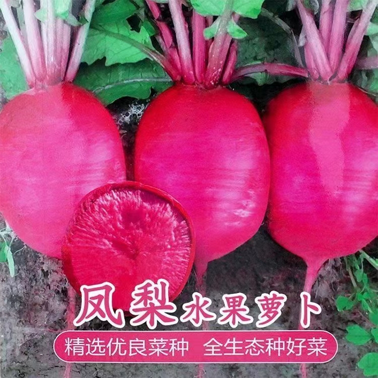昌乐县日系特色品种 火龙果水果萝卜种子 非凤梨水果萝卜 红颜 知己