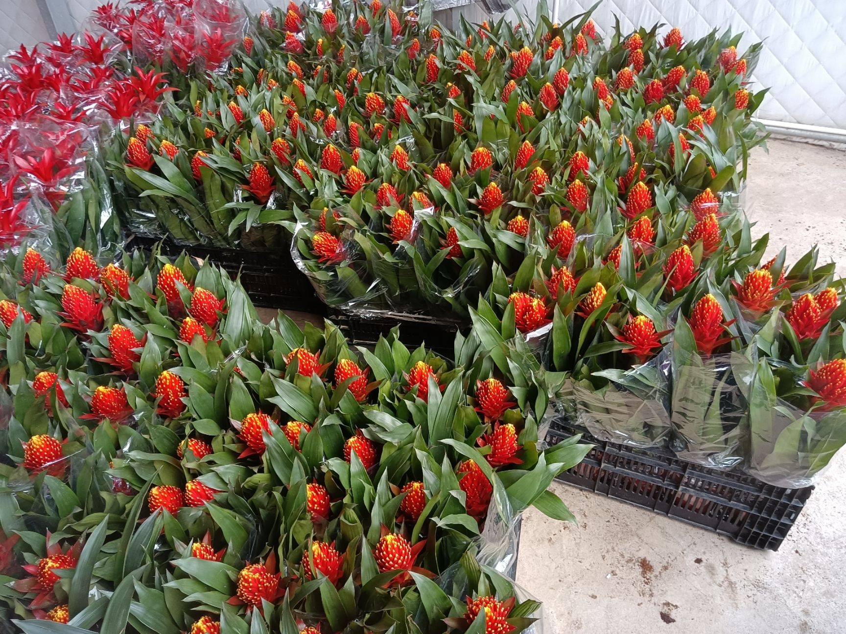 凤梨花  基地直销风梨鲜花，聚焦火炬