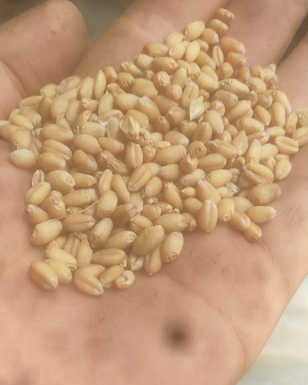 白麦  贩麦8号-正天纯高筋麦